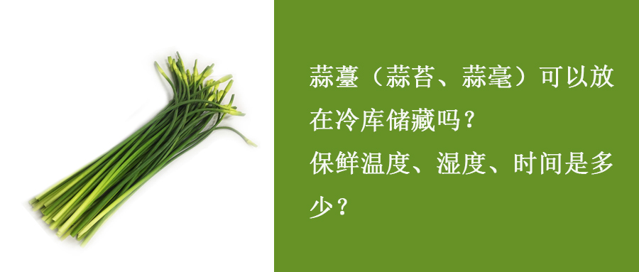 蒜薹（蒜苔、蒜毫）冷庫儲(chǔ)藏溫度、濕度、時(shí)間是多少？