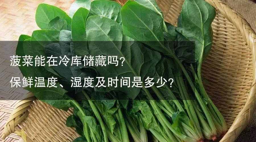 菠菜能在冷庫儲藏嗎？ 保鮮溫度、濕度及時間是多少？