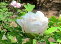 甘肅臨夏河州牡丹800平米花卉（鮮花）保鮮冷庫設(shè)計(jì)建造方案