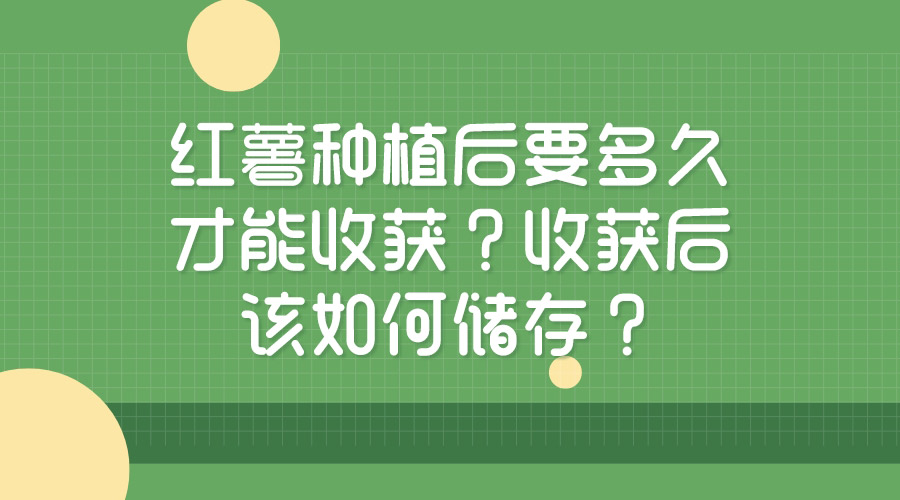 紅薯種植后要多久才能收獲？收獲后該如何儲(chǔ)存？