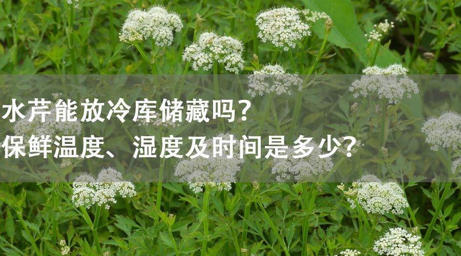 水芹能放冷庫儲(chǔ)藏嗎？保鮮溫度、濕度及時(shí)間是多少？