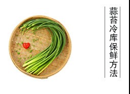 蒜薹（蒜苔、蒜毫）冷庫儲藏方法是什么？保鮮期可達半年以上！