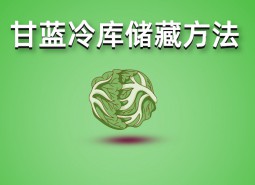 包菜（甘藍）冷庫儲藏技術(shù)分享，保鮮期可達3個月！