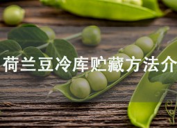 荷蘭豆冷庫貯藏方法介紹，學會此招保鮮2個月！